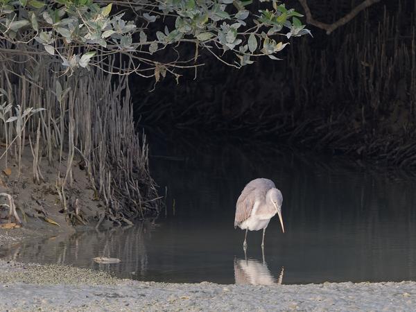 <h3><a href="/trips/oman/biota/animalia/chordata/aves/015 pelecaniformes/002 ardeidae/butorides striata/butorides striata-nl.html">Butorides&nbsp;striata</a> / Striated&nbsp;heron / Mangrovereiger</h3>OM-1 Mark II met OLYMPUS M.150-400mm F4.5, 1/2000 sec  bij F5.0, ISO 2500, afstand 59.6&nbsp;m